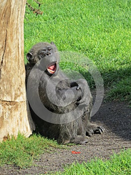 Chimpanzee, Bioparc Valencia photo