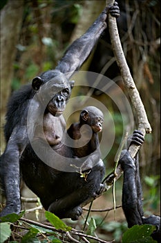 Chimpanzee Bonobo with a cub.