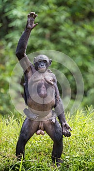 Chimpanzee Bonobo mother with child standing on her legs and hand up. The Bonobo ( Pan paniscus)