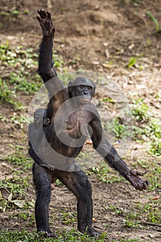 Chimpanzee Bonobo mother with child standing on her legs and hand up. The Bonobo ( Pan paniscus)