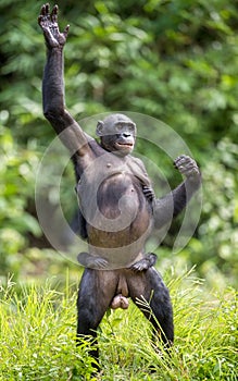 Chimpanzee Bonobo mother with child standing on her legs and hand up. The Bonobo ( Pan paniscus)
