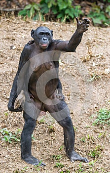 Chimpanzee Bonobo mother with stone and child standing on her legs and hand