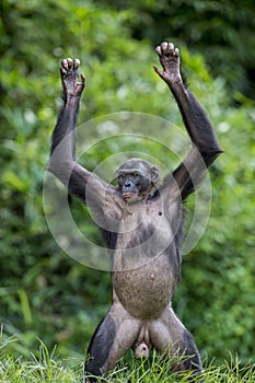 Chimpanzee Bonobo standing on her legs and hand up. at a short distance, close up