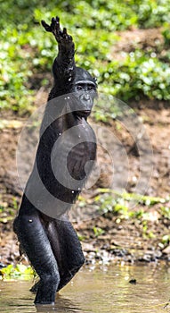 Chimpanzee Bonobo standing on her legs and hand up. at a short distance, close up.