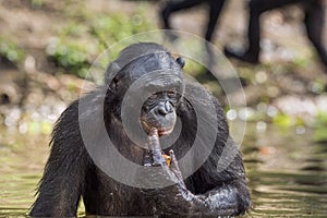 The chimpanzee Bonobo in the water. The bonobo ( Pan paniscus) photo