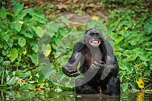 The chimpanzee Bonobo in the water with pleasure and smiles. At a short distance, close up. The Bonobo ( Pan paniscus), called the