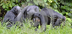 Chimpanzee Bonobos family sits on a grass. The Bonobo ( Pan paniscus)