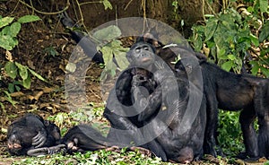 Chimpanzee Bonobos family sits on a grass. The Bonobo ( Pan paniscus) photo