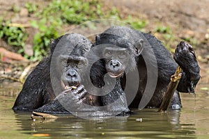The chimpanzee Bonobos in the water. The bonobo ( Pan paniscus) photo