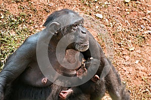 Chimpanzee breast-feeding