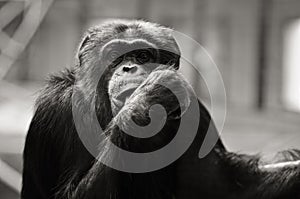 Šimpanz v zajatí