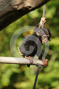 Chimpanzee child sitting