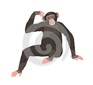 Chimpanzee or chimp sitting and scratching its head. African ape with black hair and bare feet. Human like monkey with