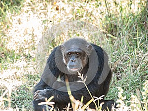 Chimpanzee