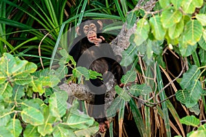 A Chimpanzee cogitating on its branch