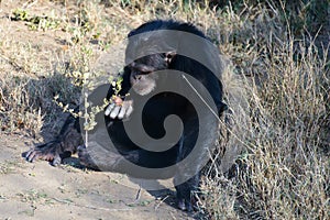 Chimpanzee in the conservancy