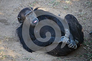 Chimpanzee in the conservancy