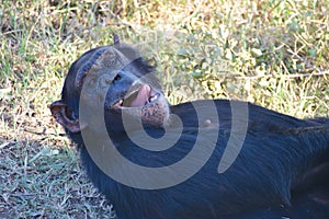 Chimpanzee in the conservancy