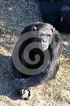 Chimpanzee in the conservancy