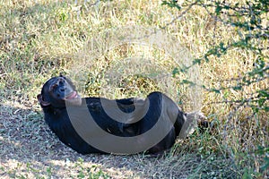 Chimpanzee in the conservancy