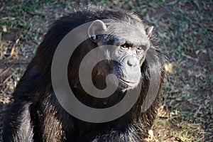 A Chimpanzee in the conservancy