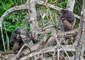 Chimpanzee with a cub on mangrove branches.