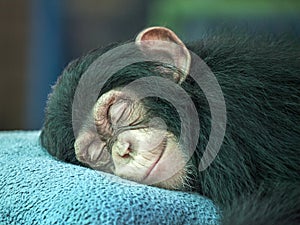 Chimpanzee cute sleeping.