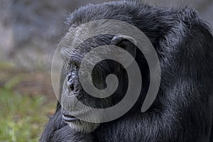 Chimpanzee In Deep Thoughts