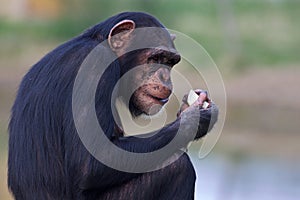 Chimpanzee eating an apple