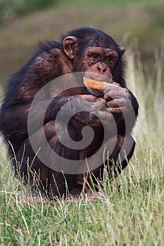 Chimpanzee eating a carrot