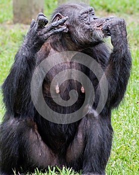 Chimpanzee Eating food on Sunny Day