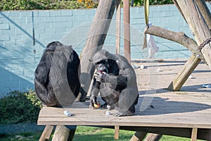 Chimpanzee eating food on a wooden platform