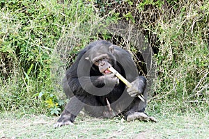 A Chimpanzee eating sugarcane at Ol Pejeta Conservancy