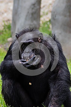 Chimpanzee Eats a Corn on Sunny Day