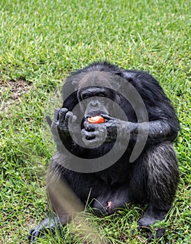 Chimpanzee Eats a Tomato on Sunny Day