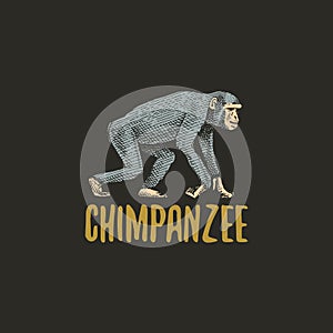 Chimpanzee engraved hand drawn in old sketch style, vintage animals. Monkey, ape or primate logo or emblems, retro label