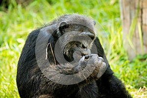 Chimpanzee