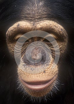 Chimpanzee face close up-grain