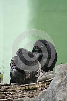 Chimpanzee family