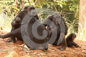 Chimpanzee Family