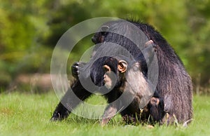 Chimpanzee family