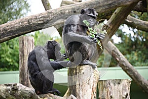 Chimpanzee feeding photo