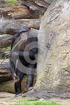 Chimpanzee 'fishing' for food