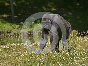 Chimpanzee in the flowering grass