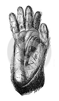 Chimpanzee foot in the old book The Human, by K. Fogt, 1866, St. Petersburg