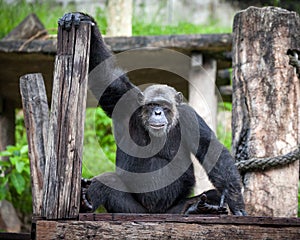 Chimpanzee fun is looking.
