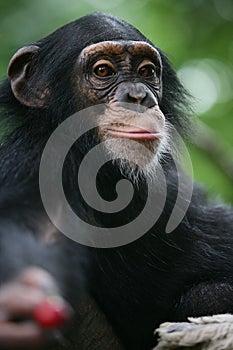 Chimpanzee gives a cherry