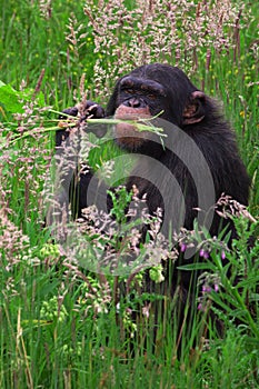 Chimpanzee in a grassy plain