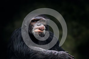 Chimpanzee - Great Ape