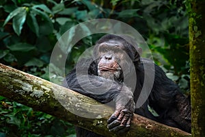 Chimpanzee - Great Ape